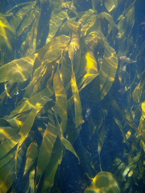 Underwater view of lush green kelp with sunlight filtering through the water.