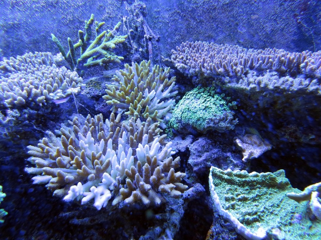 Underwater scene featuring various types of colorful coral formations in different shapes and sizes.